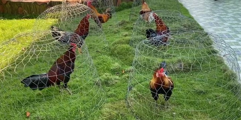 Sở hữu dàn chiến kê chất lượng