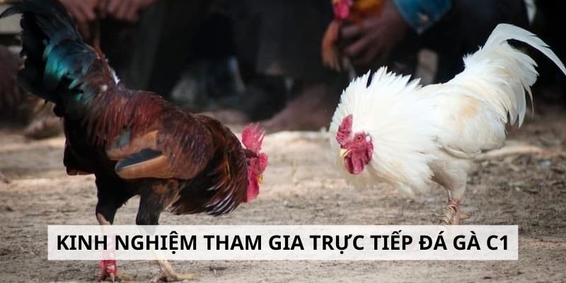 Bí quyết giúp quá trình tham gia trận đá gà C1 hấp dẫn hơn
