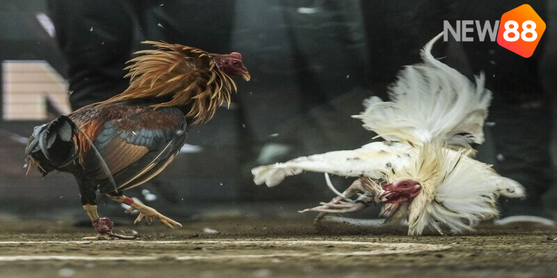 Đá gà trực tiếp Philippine là hình thức hot 2024