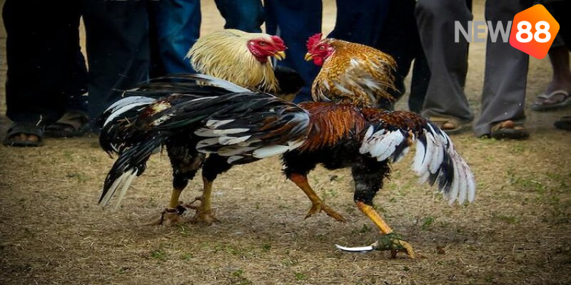 Một vài hình thức hot của đá gà trực tiếp Philippine