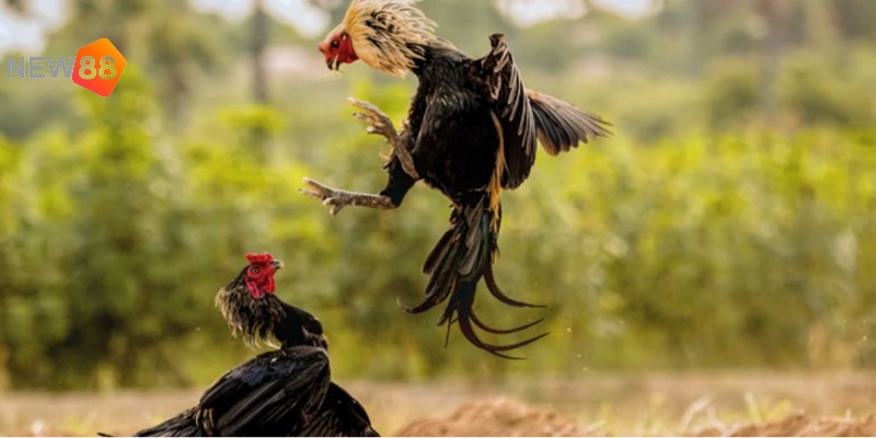 Khám phá sân chơi đá gà đòn tại New88